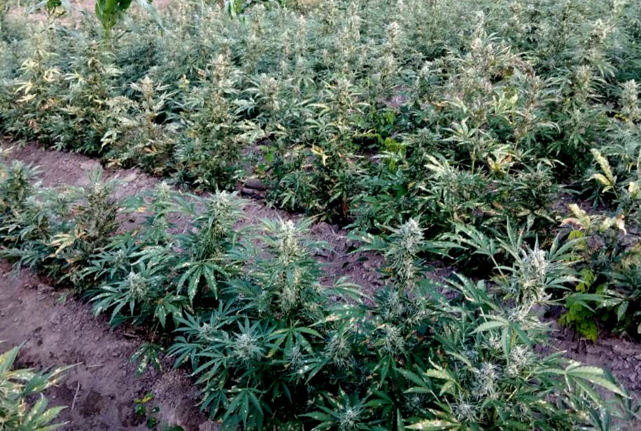 Plantação de maconha em Virgem da Lapa