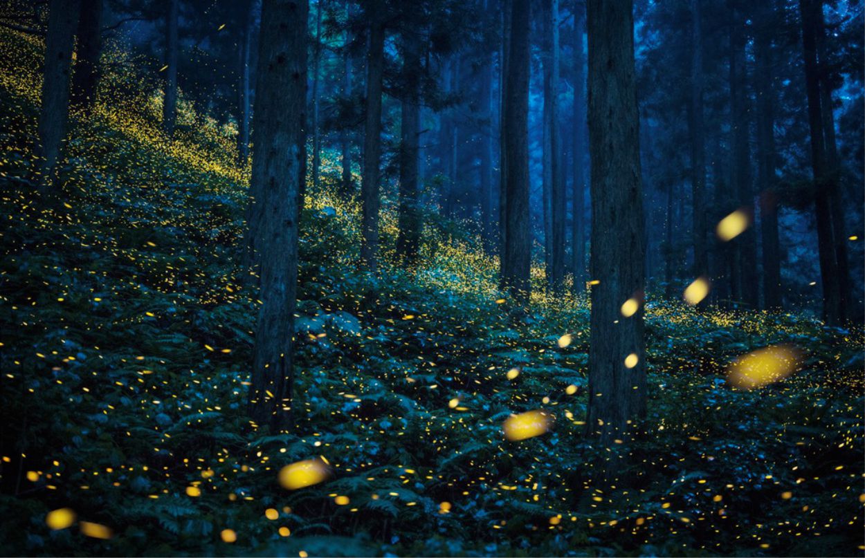 Projeto Foto em Pauta traz para Araxá a exposição “Ecosofias” a partir de 1º de agosto